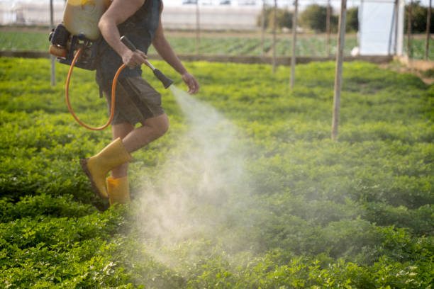 Best Insect Control  in Winnsboro, LA