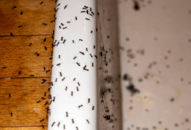 Best Wasp Removal Services  in Winnsboro, LA