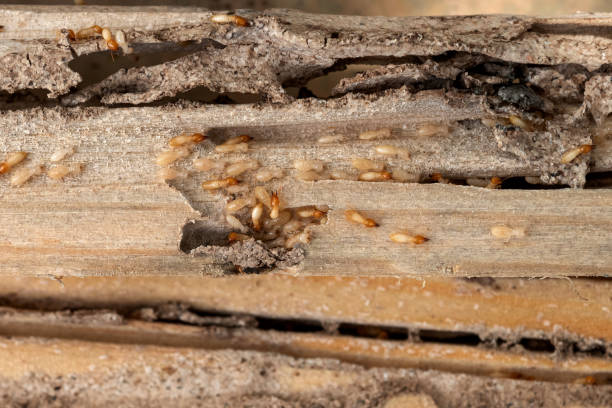 Flea Control Services in Winnsboro, LA